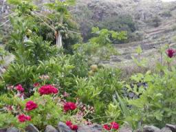 Resize of P21010150.JPG